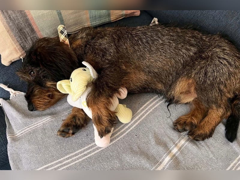 Dackeljunge OTTO❤️kleiner charmanter, mutiger Entdecker
