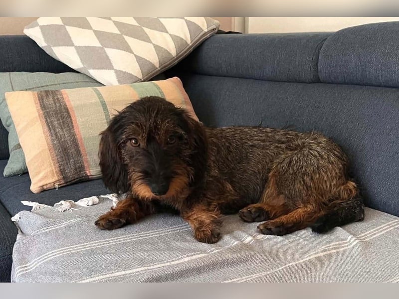 Dackeljunge OTTO❤️kleiner charmanter, mutiger Entdecker
