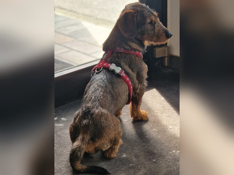 Emil ( Drotós), fröhlicher Rauhaardackel geb. 2024