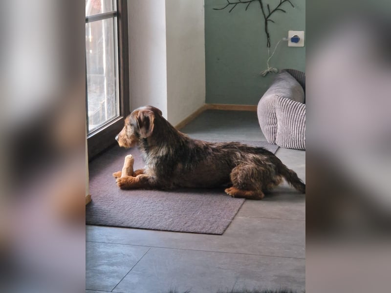 Emil ( Drotós), fröhlicher Rauhaardackel geb. 2024