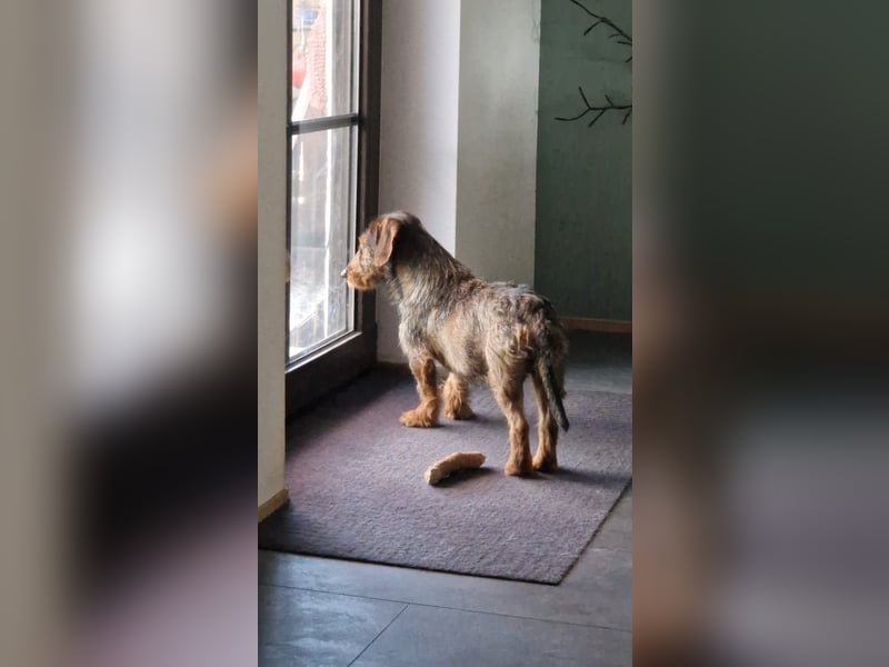 Emil ( Drotós), fröhlicher Rauhaardackel geb. 2024