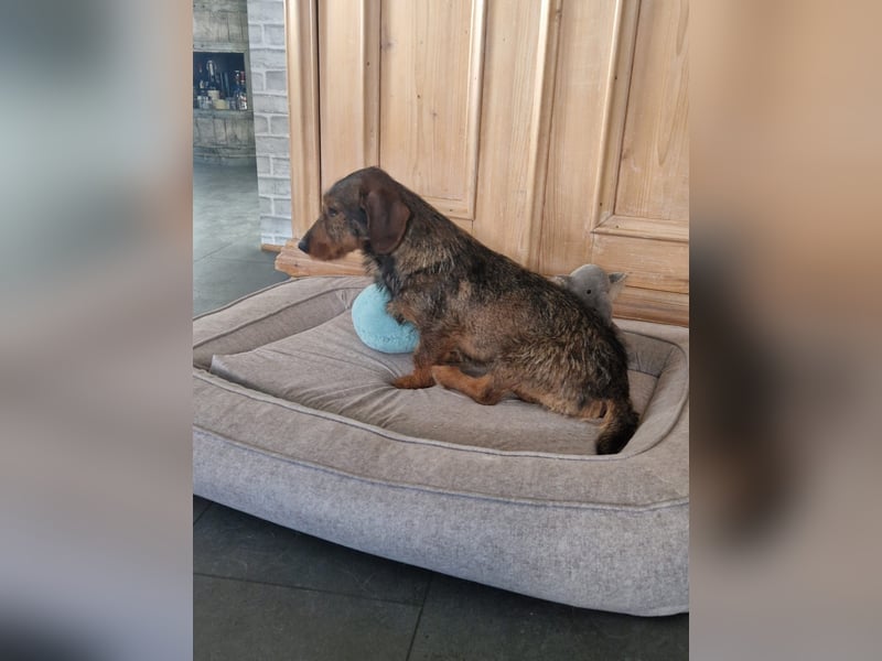 Emil ( Drotós), fröhlicher Rauhaardackel geb. 2024