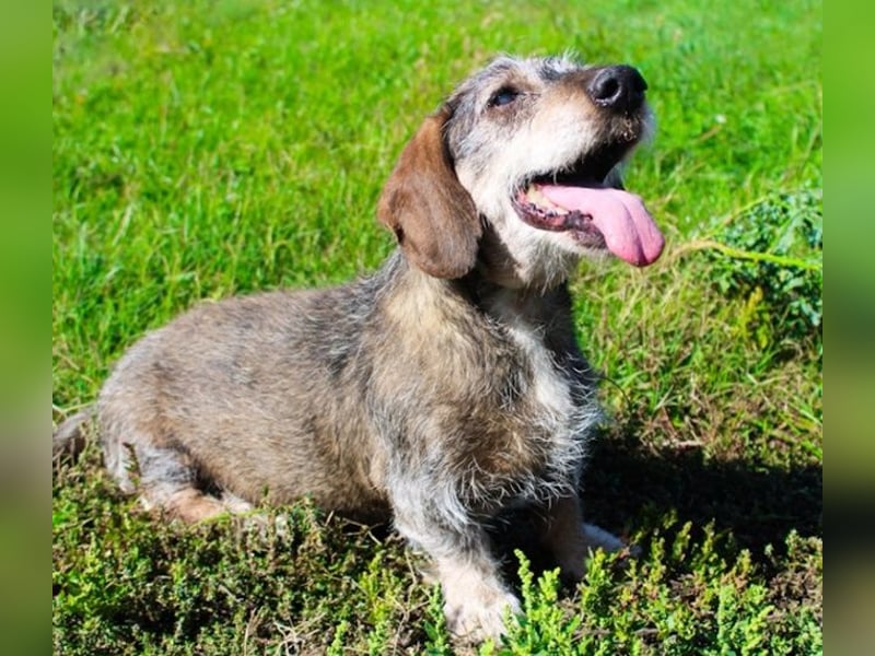 Pivi, Rauhhaardackel, geb. 2011, lieber, fitter, blinder Senior