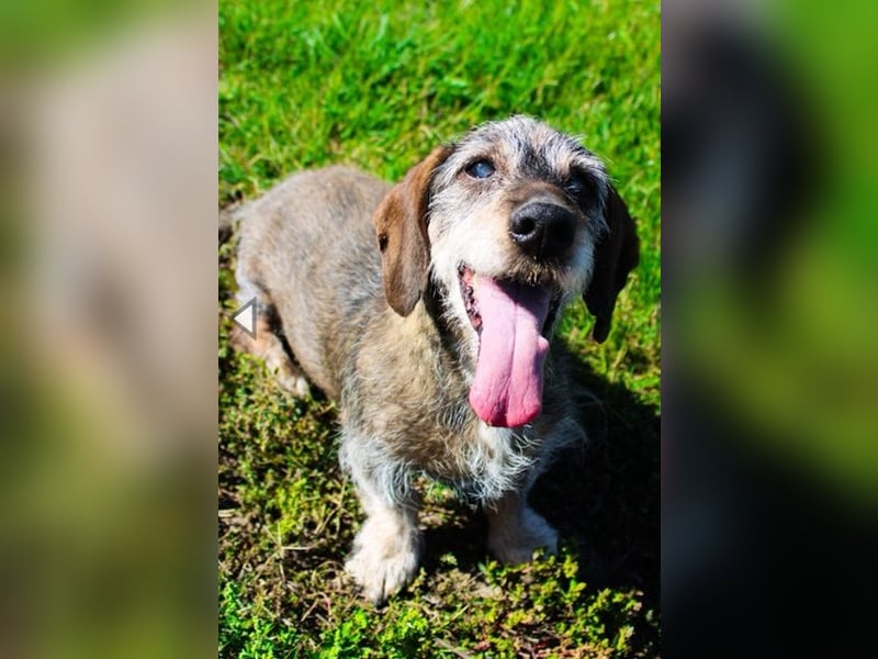 Pivi, Rauhhaardackel, geb. 2011, lieber, fitter, blinder Senior