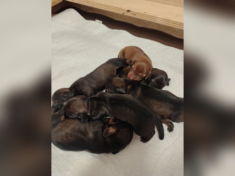 Zwergdackel Rauhhaar