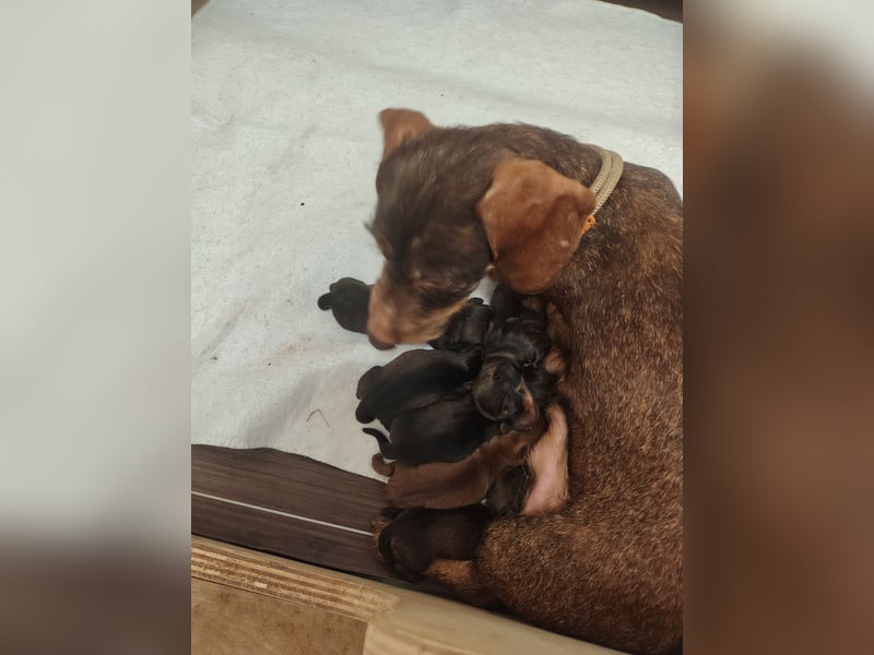 Zwergdackel Rauhhaar