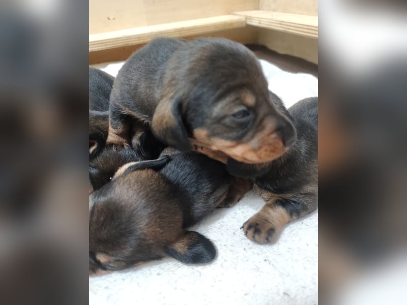 Zwergdackel Rauhhaar