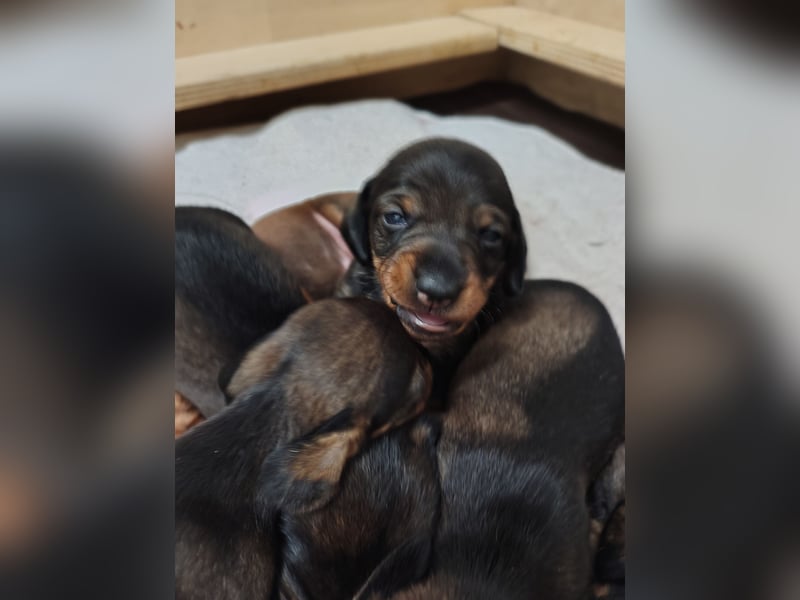 Zwergdackel Rauhhaar