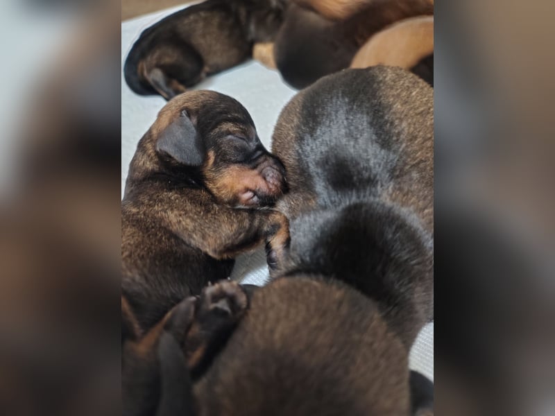 Zwergdackel Rauhhaar