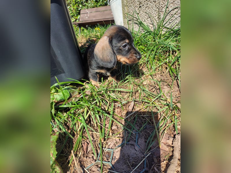 Zwergdackel Rauhhaar