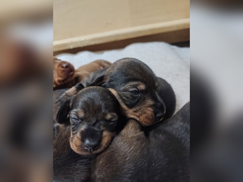 Zwergdackel Rauhhaar