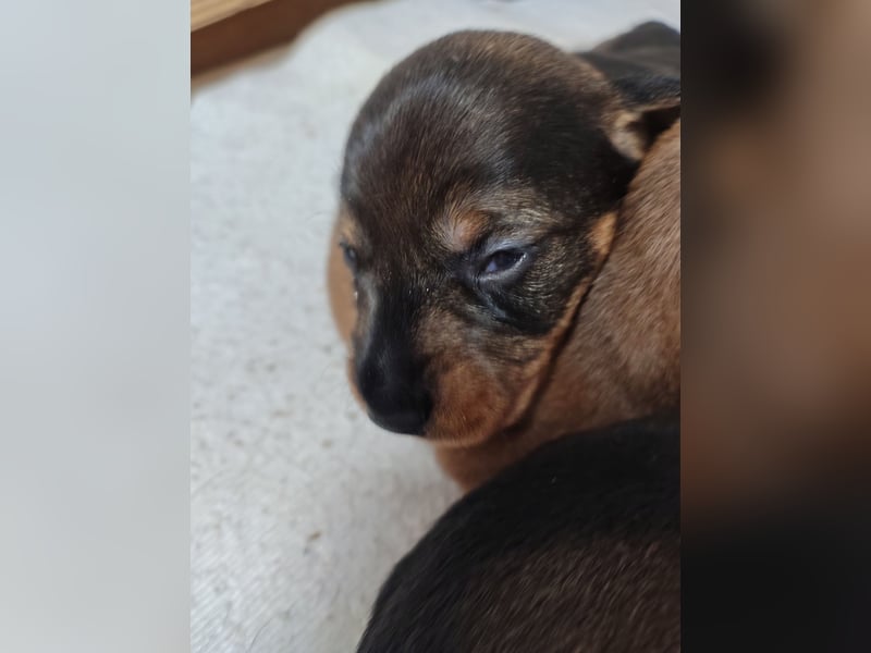 Zwergdackel Rauhhaar