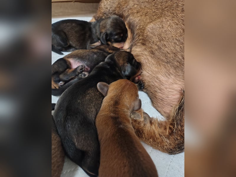 Zwergdackel Rauhhaar