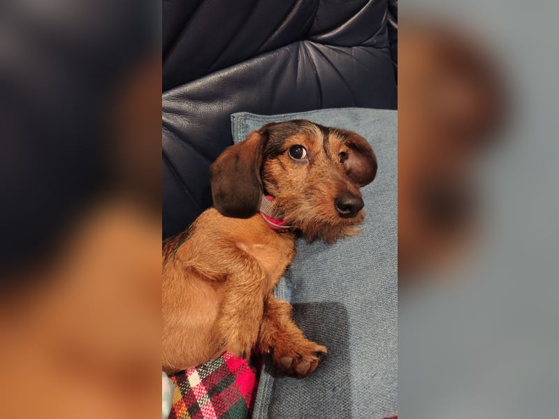 Zwergdackel Rauhhaar