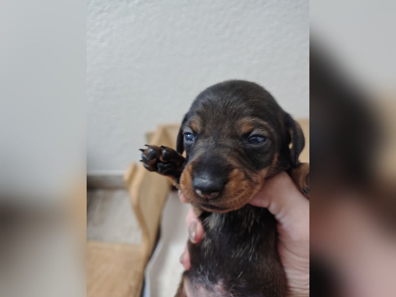 Zwergdackel Rauhhaar