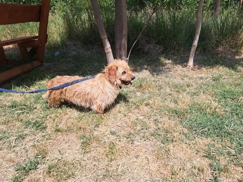 Gizmo, fröhlicher Charmeur, ca. 2 Jahre, ca. 25 cm, ca. 12 kg