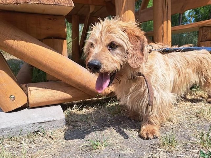 Gizmo, fröhlicher Charmeur, ca. 2 Jahre, ca. 25 cm, ca. 12 kg