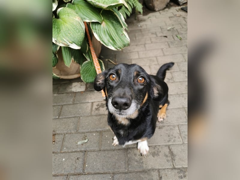 Chicho - Rüde in Deutschland