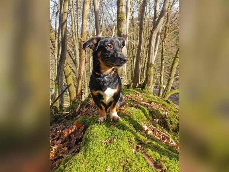 Chicho - Rüde in Deutschland