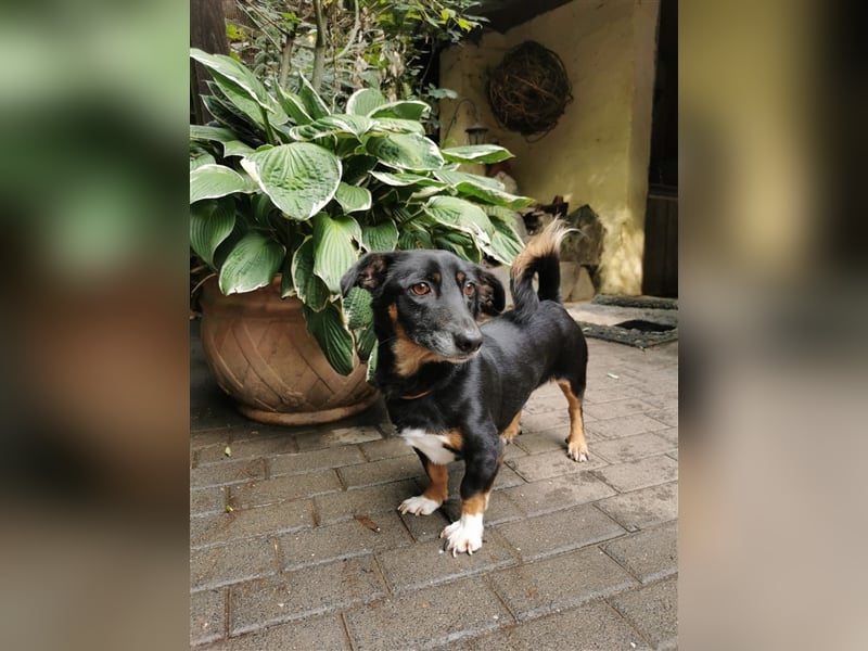 Chicho - Rüde in Deutschland