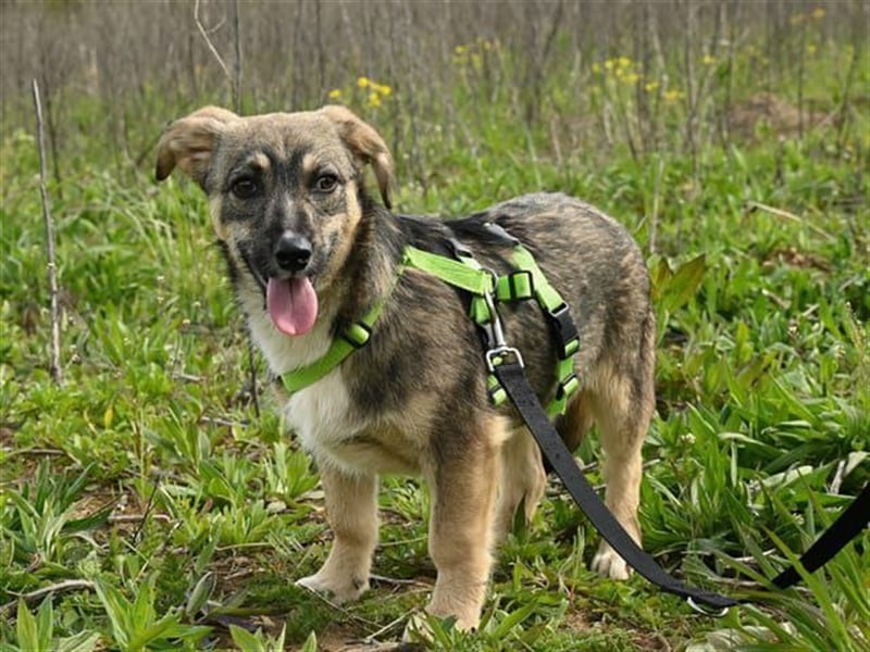 Kenai