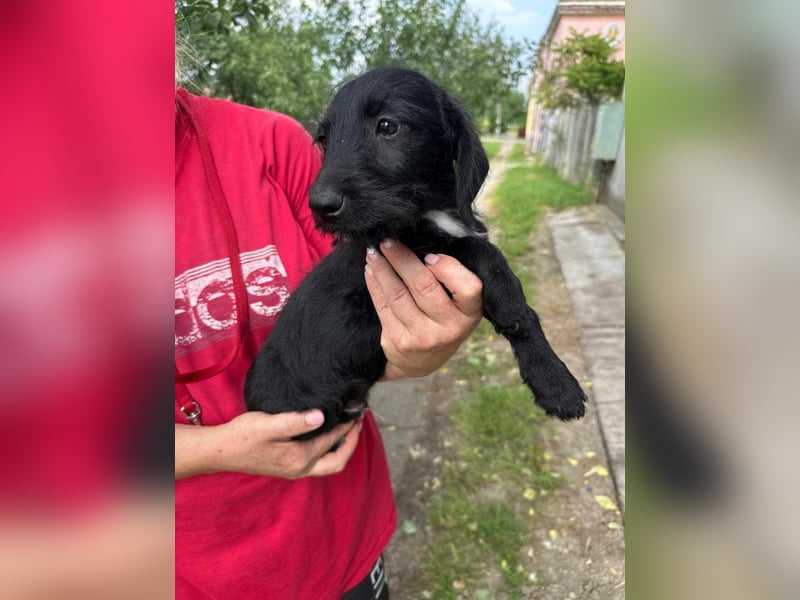 Alex, geboren 16.03.2025, 22cm sucht Dich!