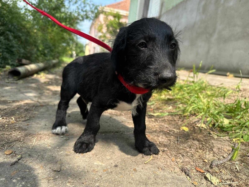 Alex, geboren 16.03.2025, 22cm sucht Dich!