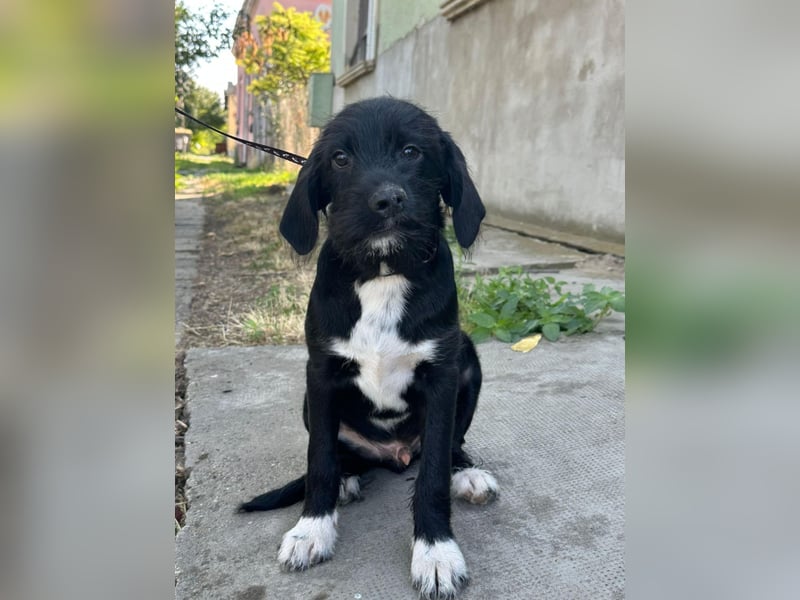 Adolf, geboren 16.03.2025, 31cm sucht sein Körbchen (Pflegestelle in Deutschland)
