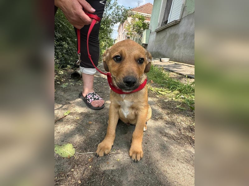 Artur, geboren 16.03.2025, 31cm sucht seine Chance