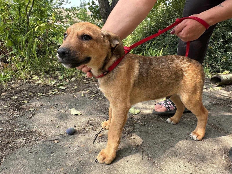 Artur, geboren 16.03.2025, 31cm sucht seine Chance