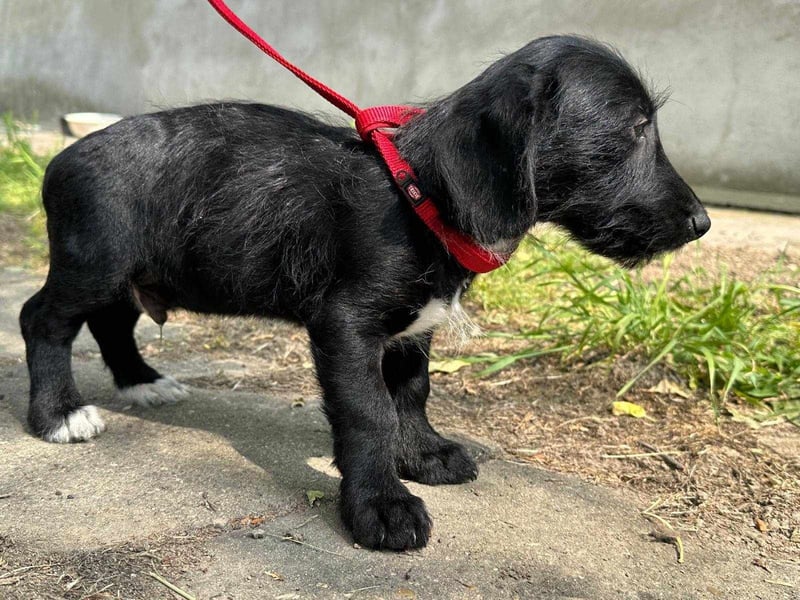 Alex, geboren 16.03.2025, 22cm sucht Dich!