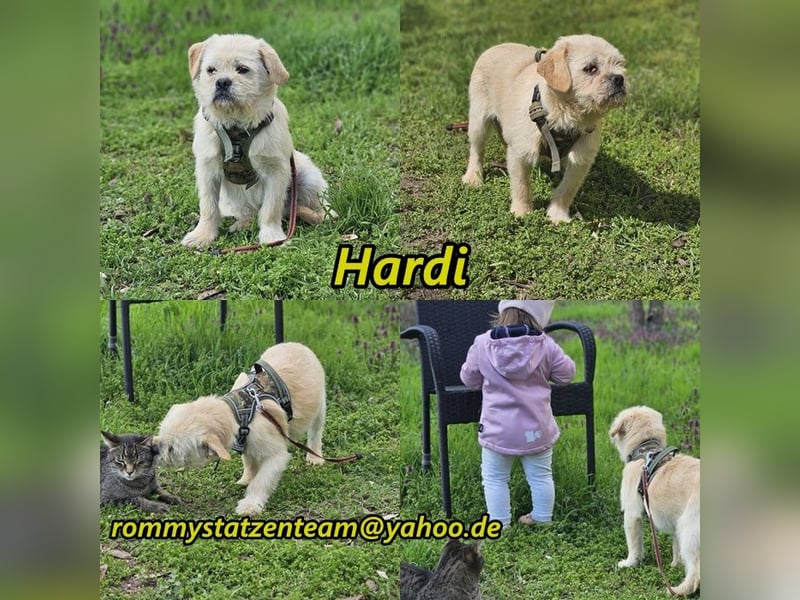 Hardi ist aufmerksam und neugierig