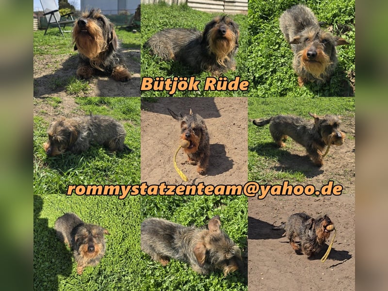 Bütjök ist gerne bei seinen Menschen