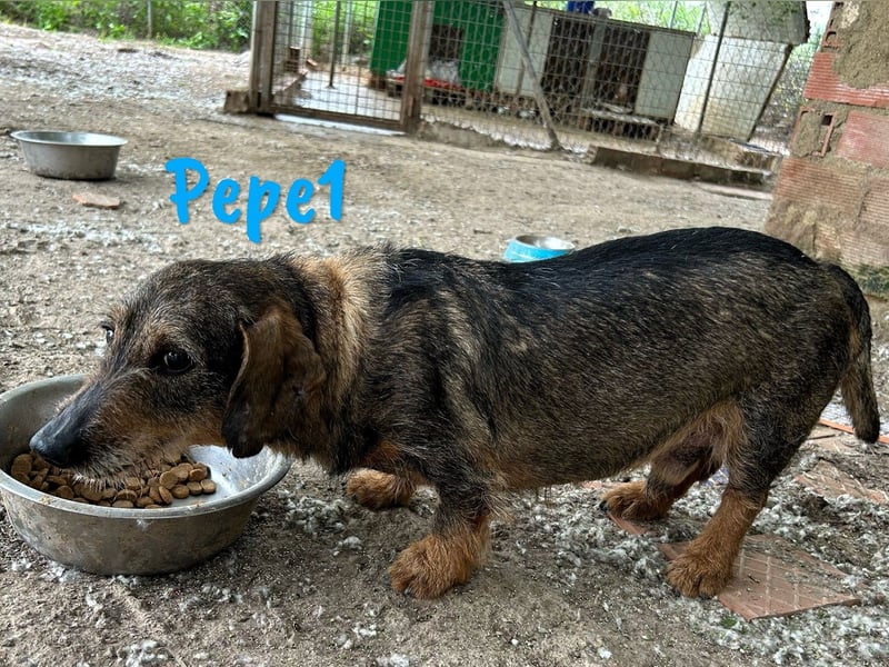 Pepe1 08/2017 (ESP) - verspielter und lebenslustiger Rauhaardackel!