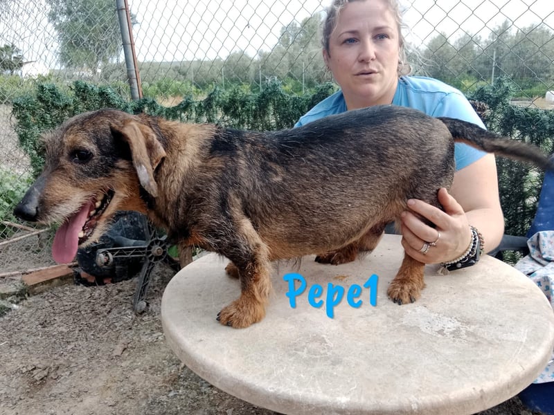 Pepe1 08/2017 (ESP) - verspielter und lebenslustiger Rauhaardackel!