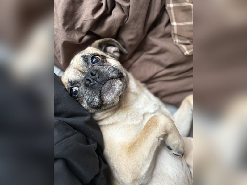 Jerry sucht neues Zuhause