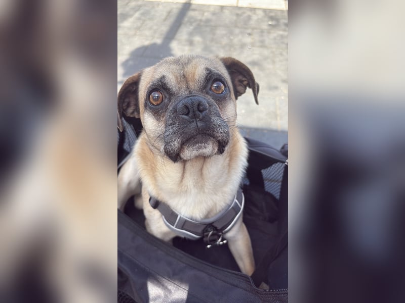 Jerry sucht neues Zuhause