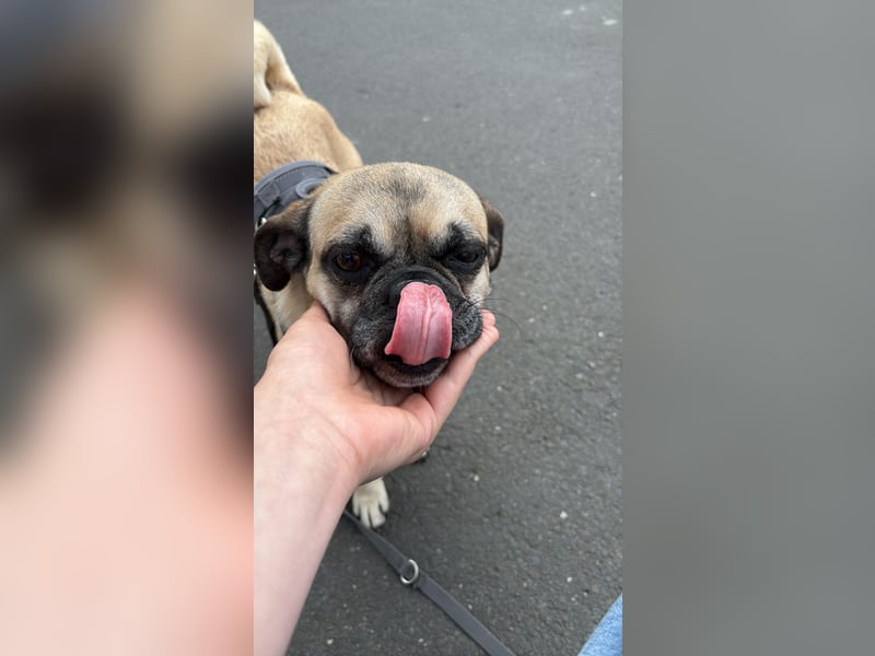 Jerry sucht neues Zuhause