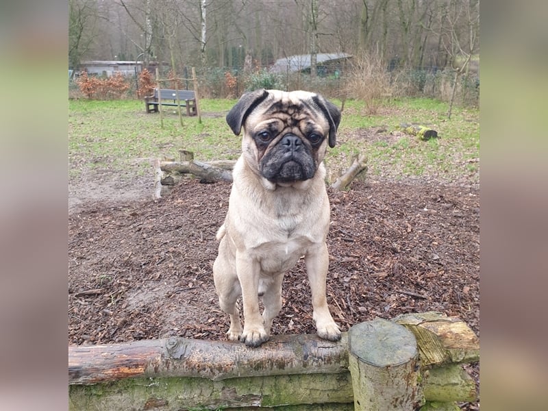 Mops(Deckrüde)