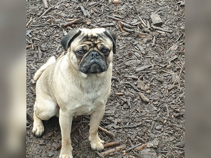 Mops(Deckrüde)