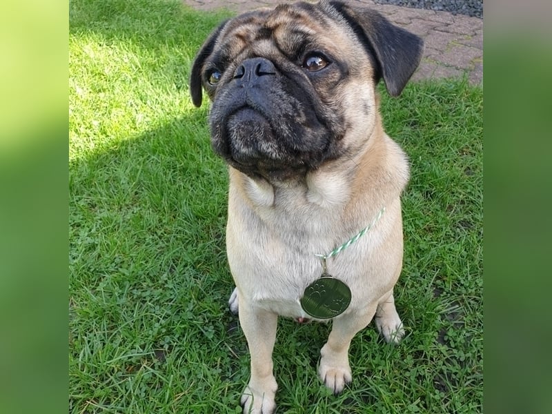 Mops(Deckrüde)