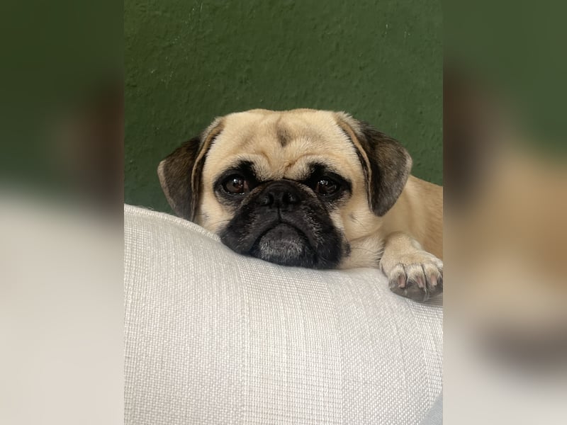 Sportlicher & kerngesunder Retro-Mops sucht liebevolles Zuhause!