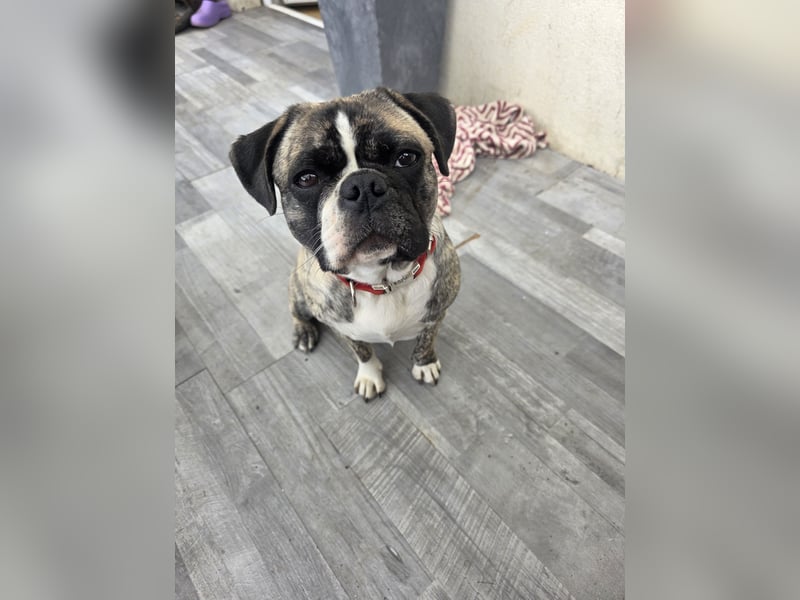 Retro Mops Hündin