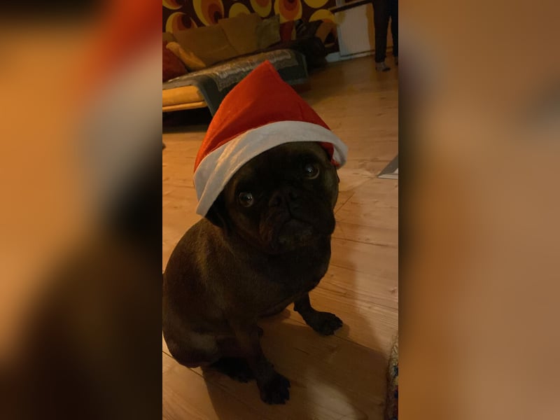Buddy – sportlicher Mops-Mischling, 4 Jahre, sucht liebevolles Zuhause ❤️