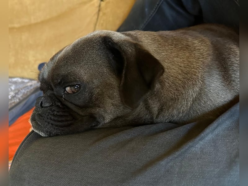 Buddy – sportlicher Mops-Mischling, 4 Jahre, sucht liebevolles Zuhause ❤️