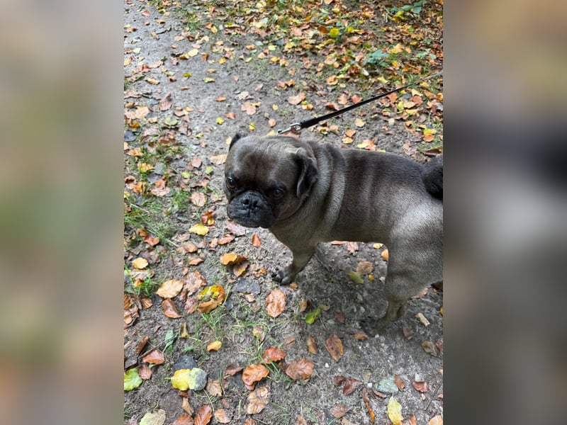 Buddy – sportlicher Mops-Mischling, 4 Jahre, sucht liebevolles Zuhause ❤️