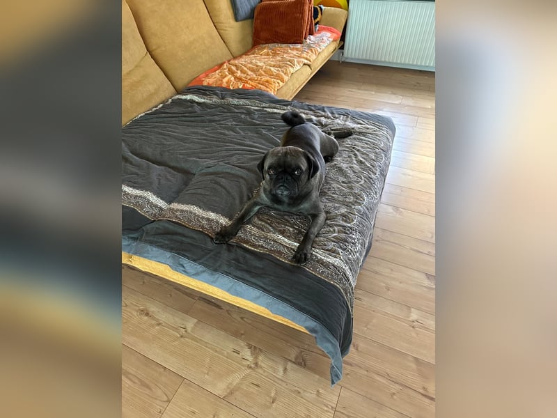 Buddy – sportlicher Mops-Mischling, 4 Jahre, sucht liebevolles Zuhause ❤️
