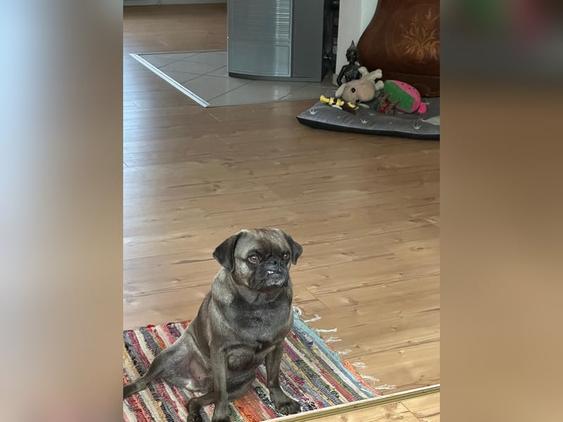 Buddy – sportlicher Mops-Mischling, 4 Jahre, sucht liebevolles Zuhause ❤️