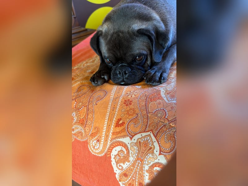 Buddy – sportlicher Mops-Mischling, 4 Jahre, sucht liebevolles Zuhause ❤️