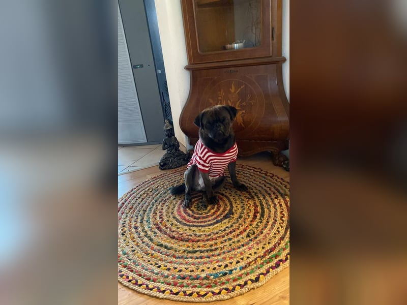 Buddy – sportlicher Mops-Mischling, 4 Jahre, sucht liebevolles Zuhause ❤️